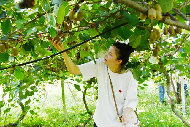 采收生态猕猴桃