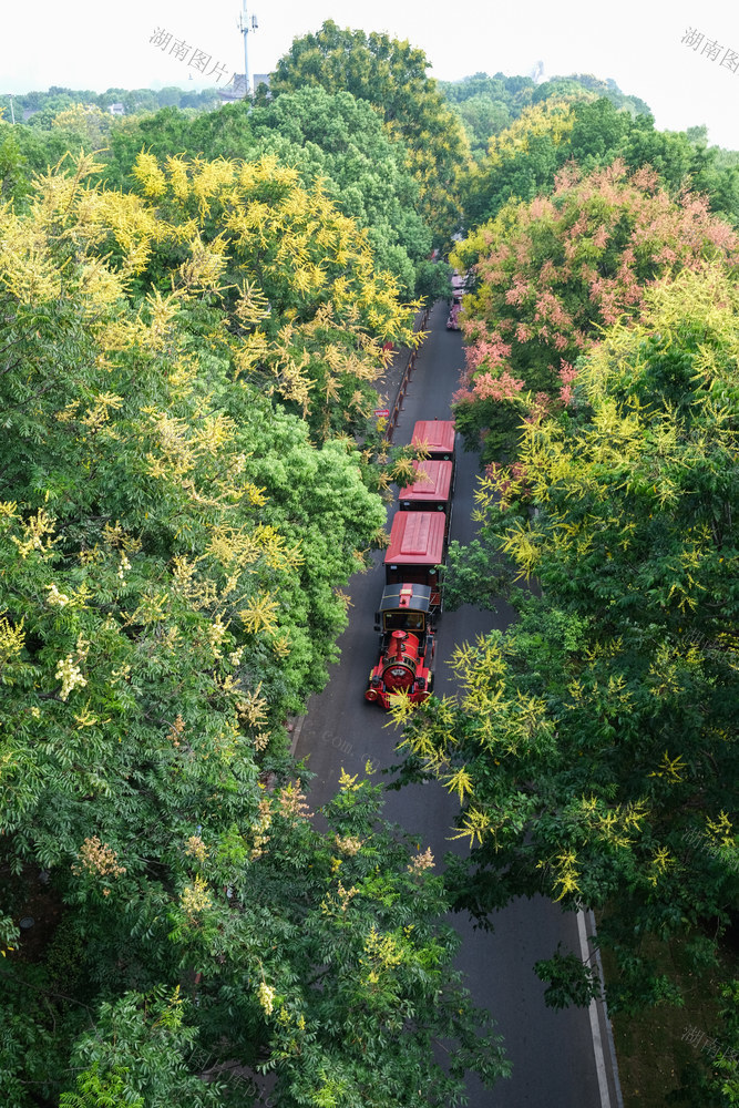 栾树花开，