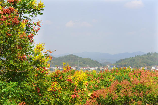 湘鄂边境  乡村振兴  栾树种植  金秋时节  栾花  美丽乡村