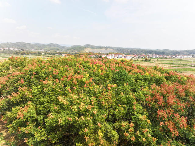 湘鄂边境  乡村振兴  栾树种植  金秋时节  栾花  美丽乡村