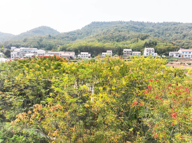 湘鄂边境  乡村振兴  栾树种植  金秋时节  栾花  美丽乡村
