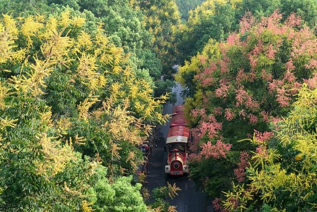 栾树花开，秋色美