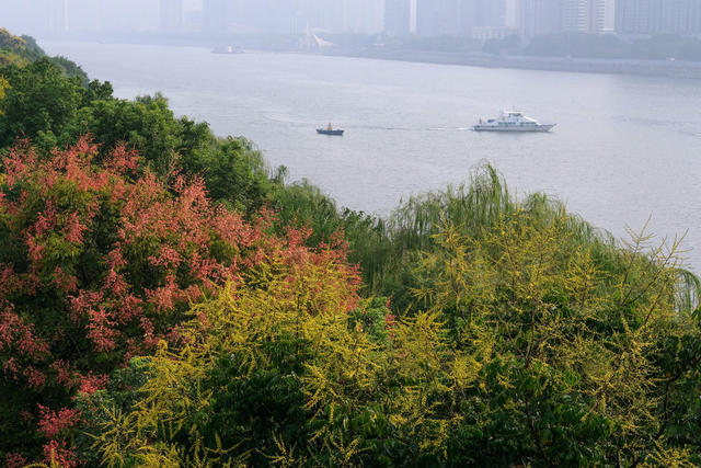 栾树花开，秋色美