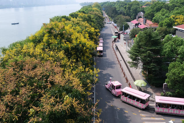 栾树花开，秋色美