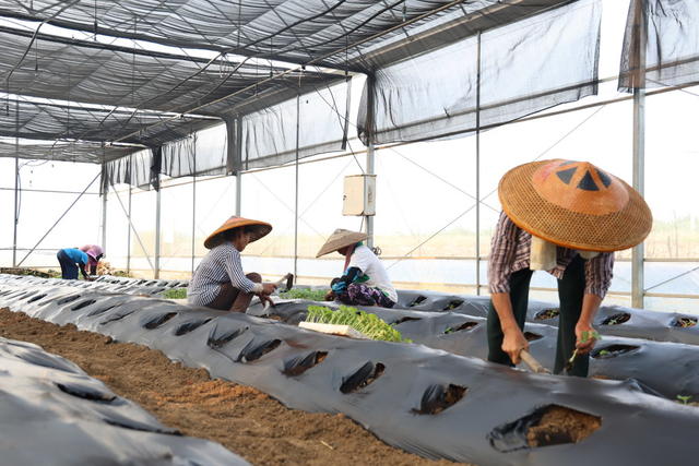 蔬菜种植 抢抓时节