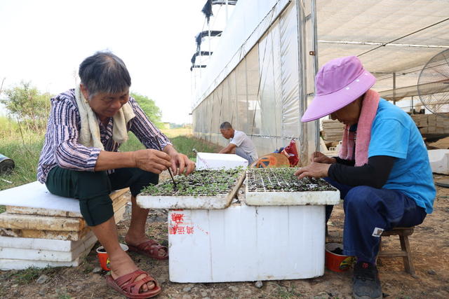 蔬菜种植 抢抓时节