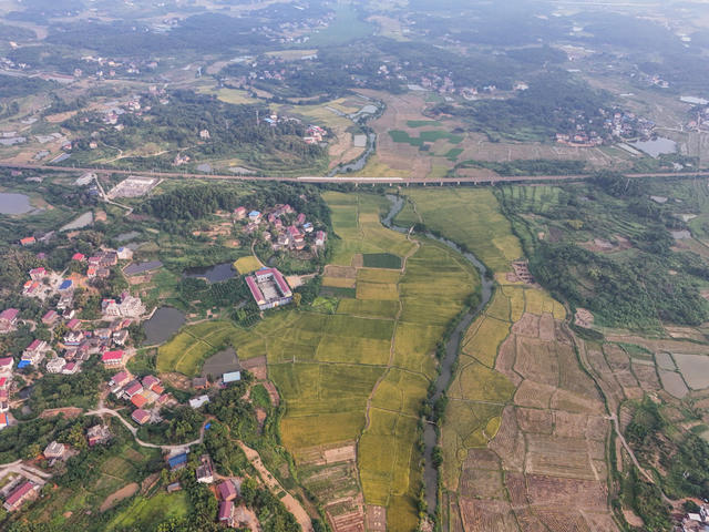 初秋  田园  丰收  水稻  画卷  乡村