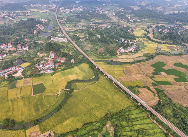 初秋  田园  丰收  水稻  画卷  乡村