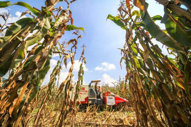 湖南，龙山，玉米，收割，机械化，现场会，推广