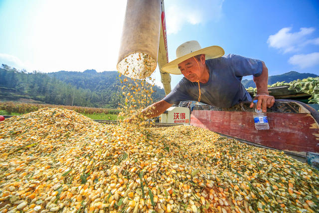湖南，龙山，玉米，收割，机械化，现场会，推广