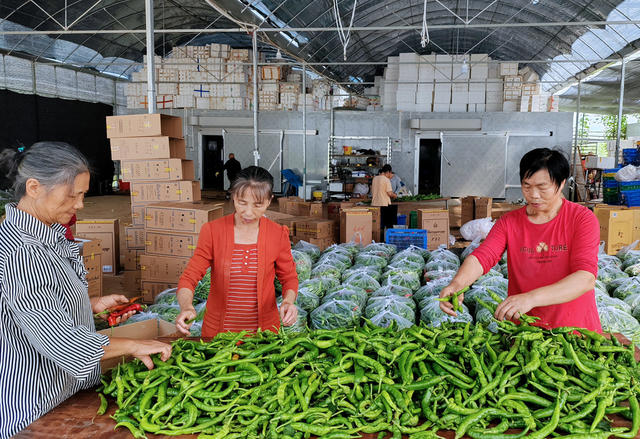 湖南桂东 蔬菜 丰收 村民 忙 大湾区 新桥村