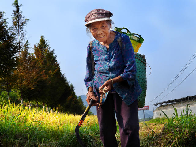 侗族 老人 田间 捡拾 稻穗 确保 粮食 颗粒 归仓