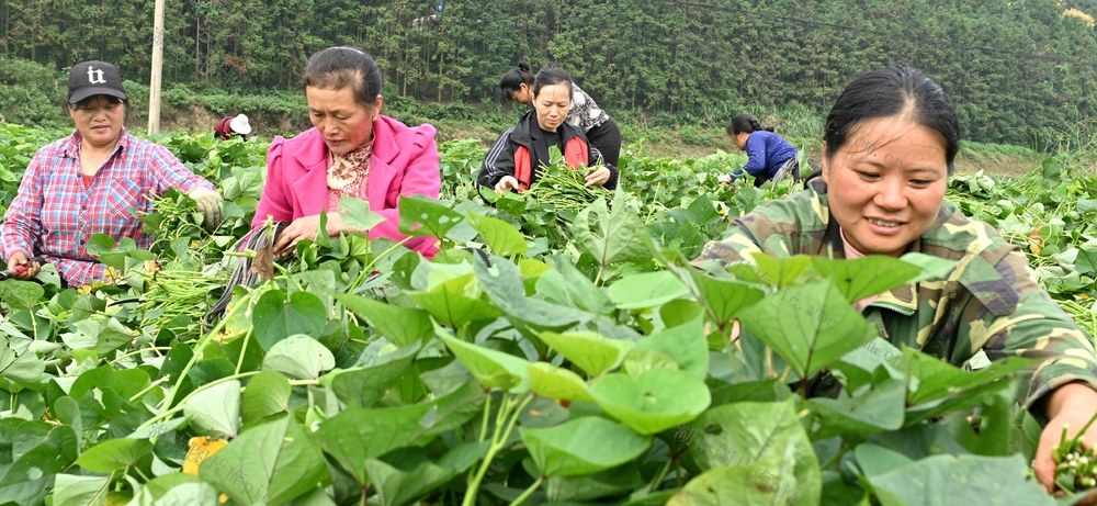 调整结构保增收