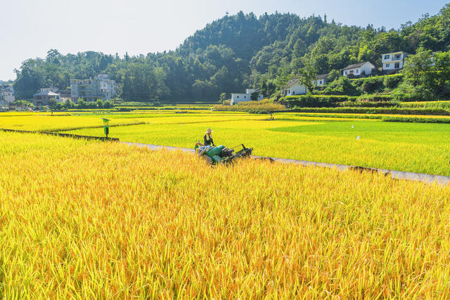 湘西打谷子   湘西金秋的丰景