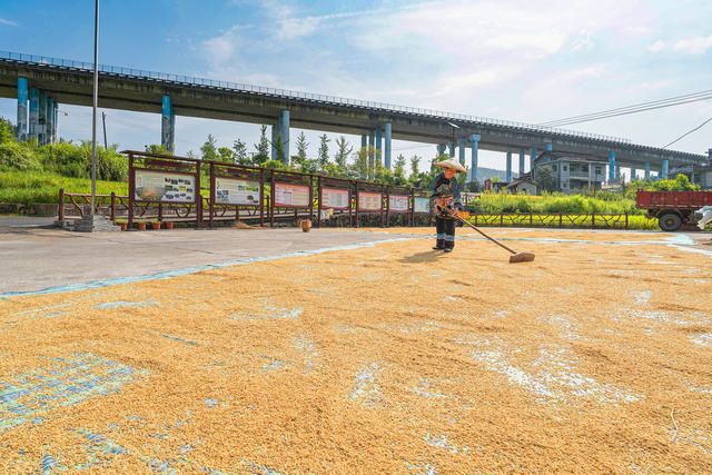 湘西打谷子   湘西金秋的丰景