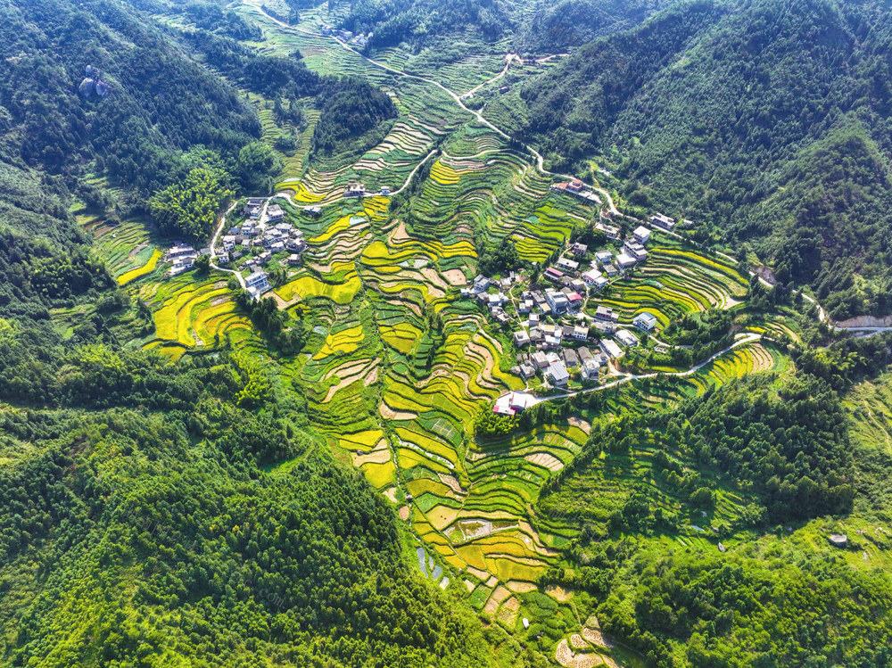 秋日 收获 水稻 梯田