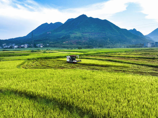 秋日 收获 水稻 梯田