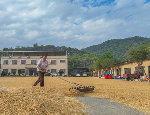 道县
中稻
白露