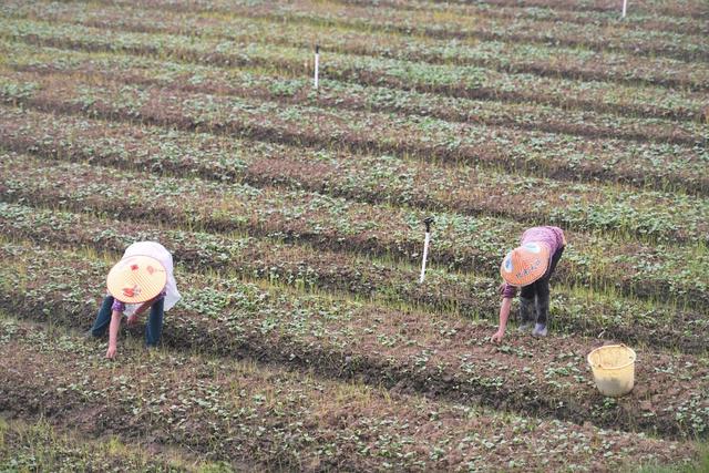 秋事忙
白露
节气
道县