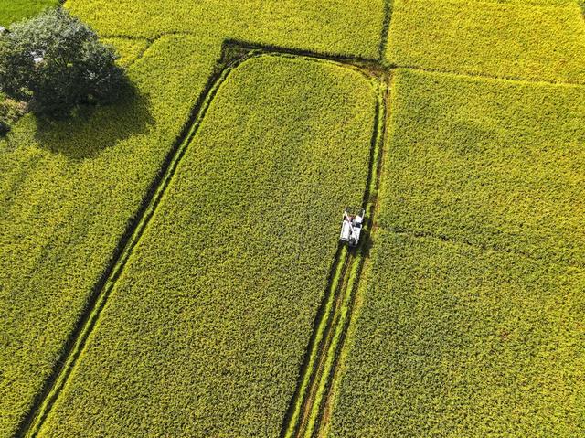 白露  收获 水稻
