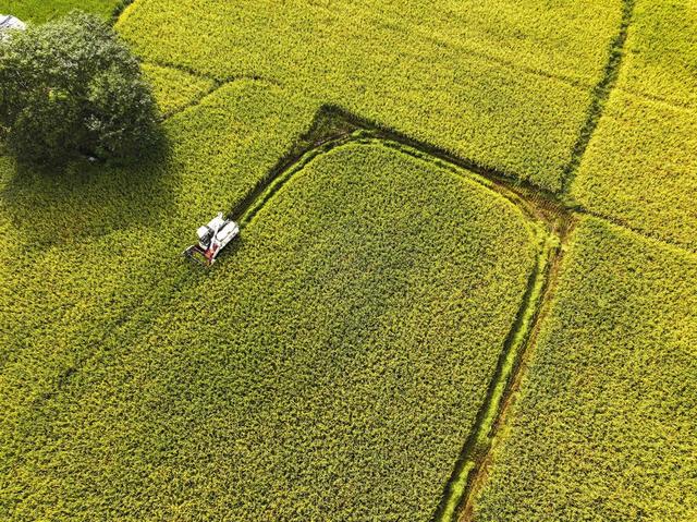 白露  收获 水稻