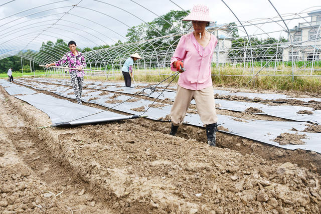   白露时节农事忙
