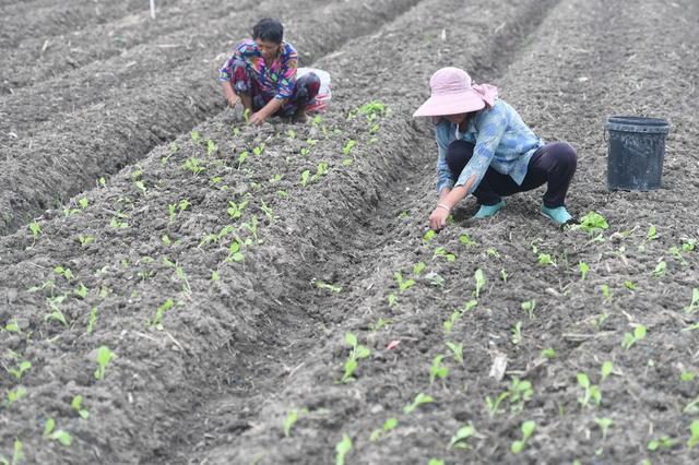 蔬菜基地
菜篮子
道县