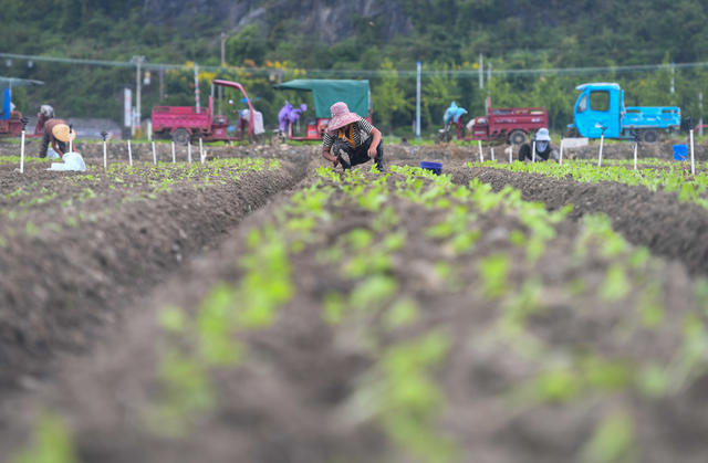蔬菜基地
菜篮子
道县