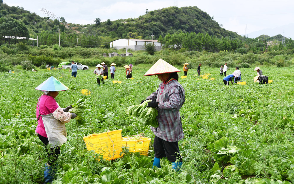 采收芥菜供港澳