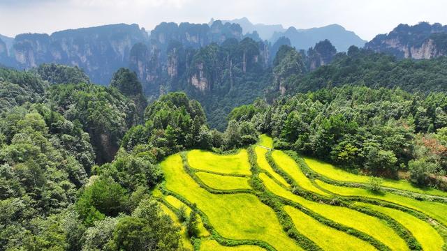 张家界 空中田园 黄金画卷