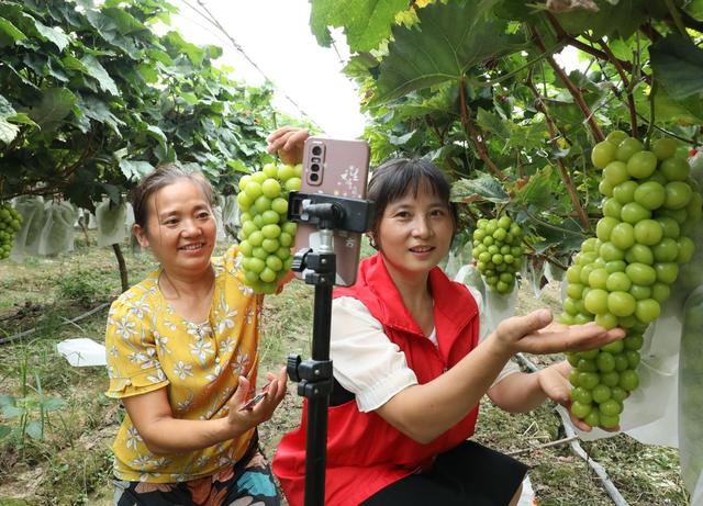 直播带货      助农增收