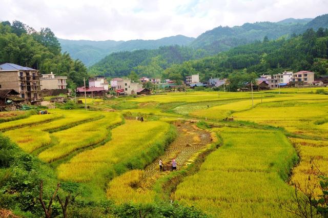 白鹭  收割  景象
