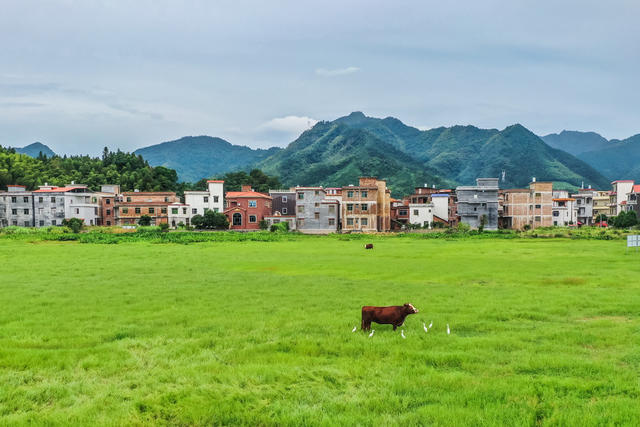 生态 自然 白鹭 鸟类 乡村 动物