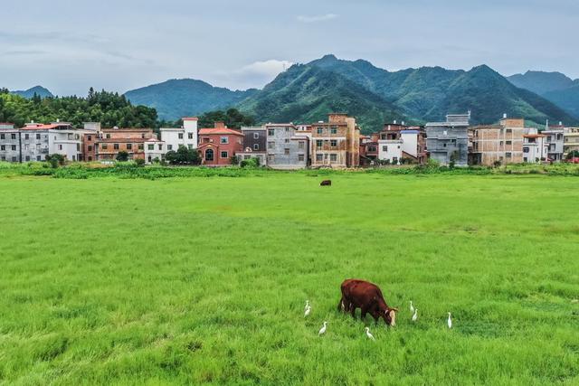 生态 自然 白鹭 鸟类 乡村 动物
