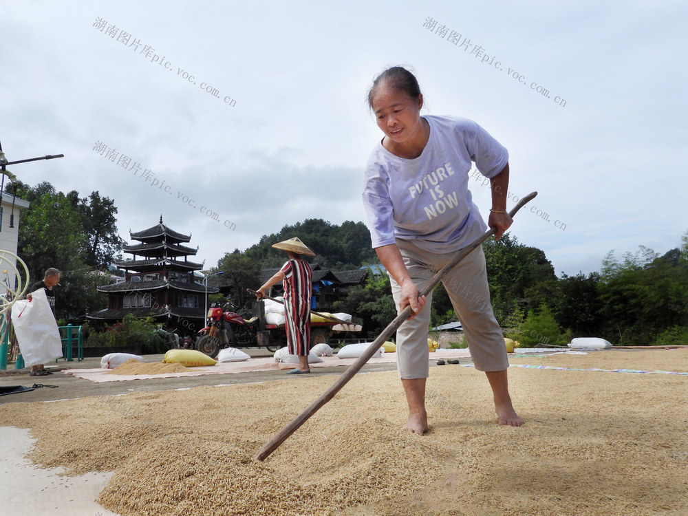 侗族 村民 晾晒 稻谷 等 农作物 归仓 储存