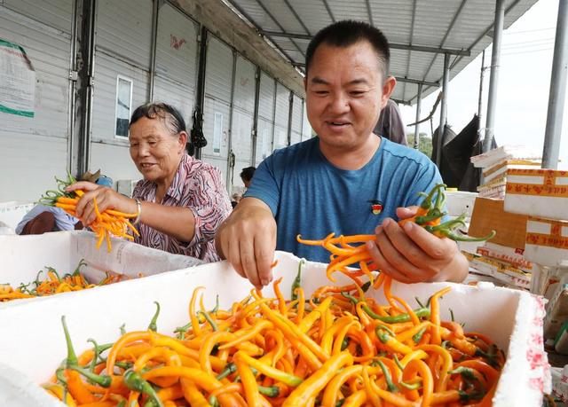  辣椒迎丰收    党员助采收