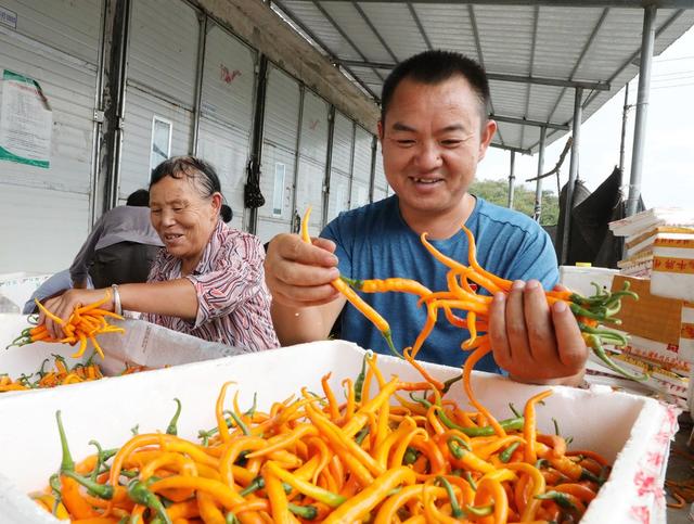  辣椒迎丰收    党员助采收