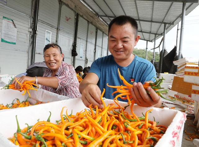  辣椒迎丰收    党员助采收