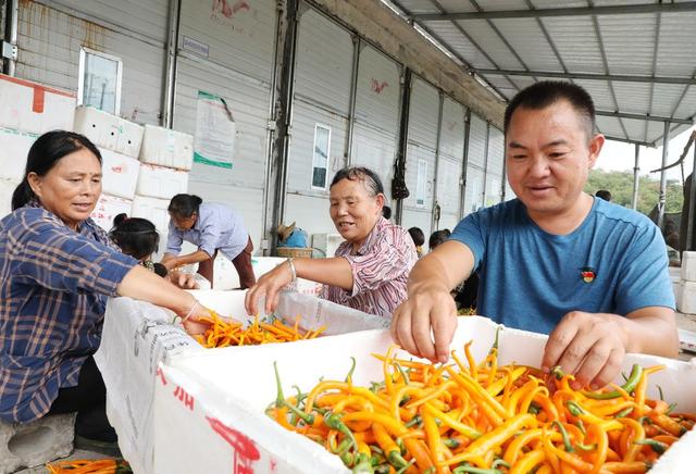  辣椒迎丰收    党员助采收