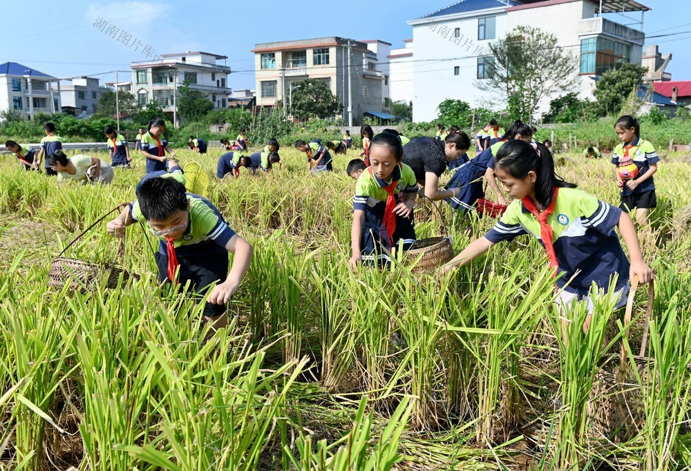 拾稻穗 学生 劳动 珍惜粮食 稻田 教育 学校 课外活动 户外  稻穗