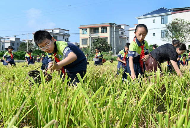 拾稻穗 学生 劳动 珍惜粮食 稻田 教育 学校 课外活动 户外  稻穗