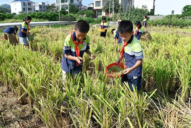 拾稻穗 学生 劳动 珍惜粮食 稻田 教育 学校 课外活动 户外  稻穗