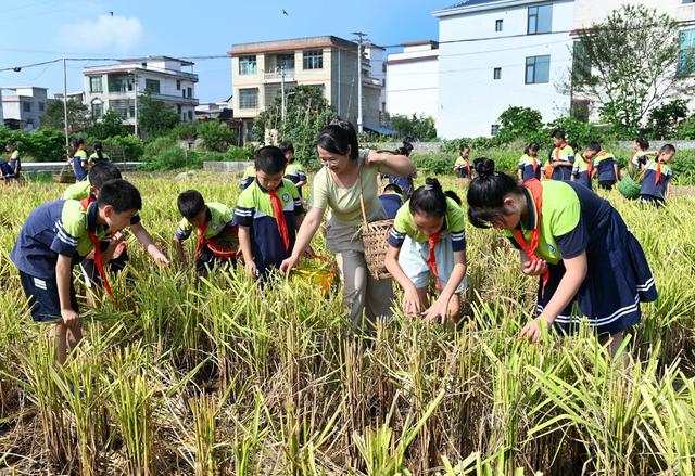 拾稻穗 学生 劳动 珍惜粮食 稻田 教育 学校 课外活动 户外  稻穗