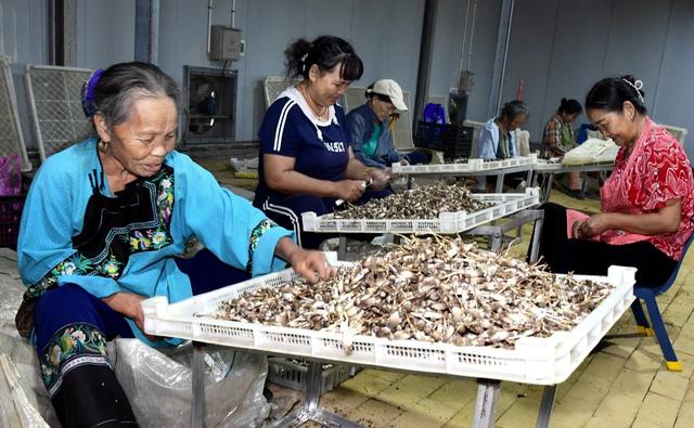 菌  产业 工作队 农民  帮扶 增收 
