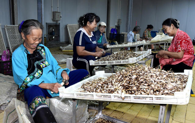 菌  产业 工作队 农民  帮扶 增收 