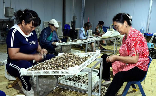 菌  产业 工作队 农民  帮扶 增收 