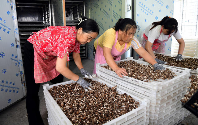 菌  产业 工作队 农民  帮扶 增收 