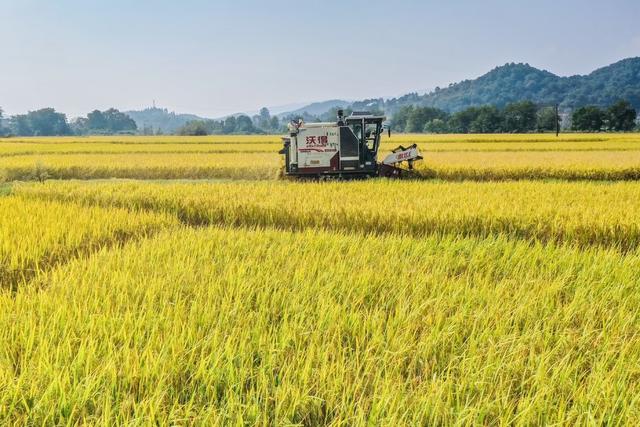 晚稻 稻田 稻谷 乡村 丰收 粮食 金秋 农业