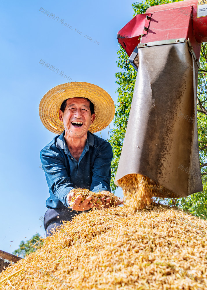 粮食生产  晚稻  收割