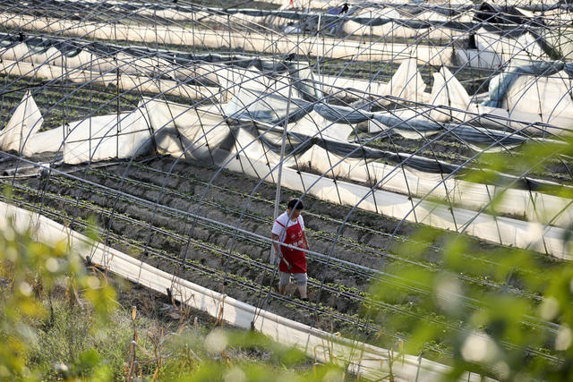 金秋时节 特色种植 农业产业 助农增收 乡村振兴
